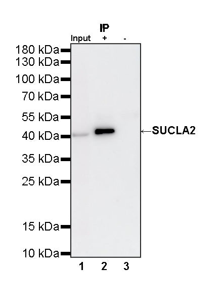 SUCLA2 Rabbit Polyclonal Antibody