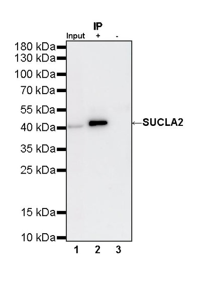 SUCLA2 Rabbit Polyclonal Antibody