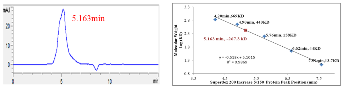DYRK2 GST Tag Protein, Human