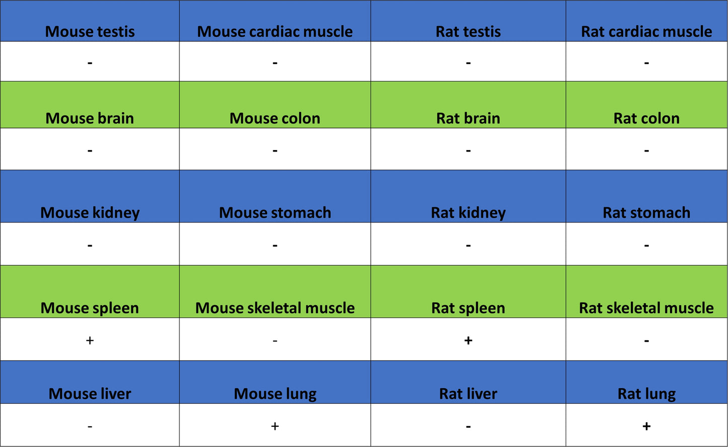 MMP9 Recombinant Rabbit mAb (S-3915-36)