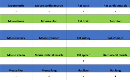 MMP9 Recombinant Rabbit mAb (S-3915-36)