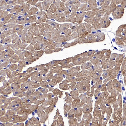 LDHB Rabbit Polyclonal Antibody