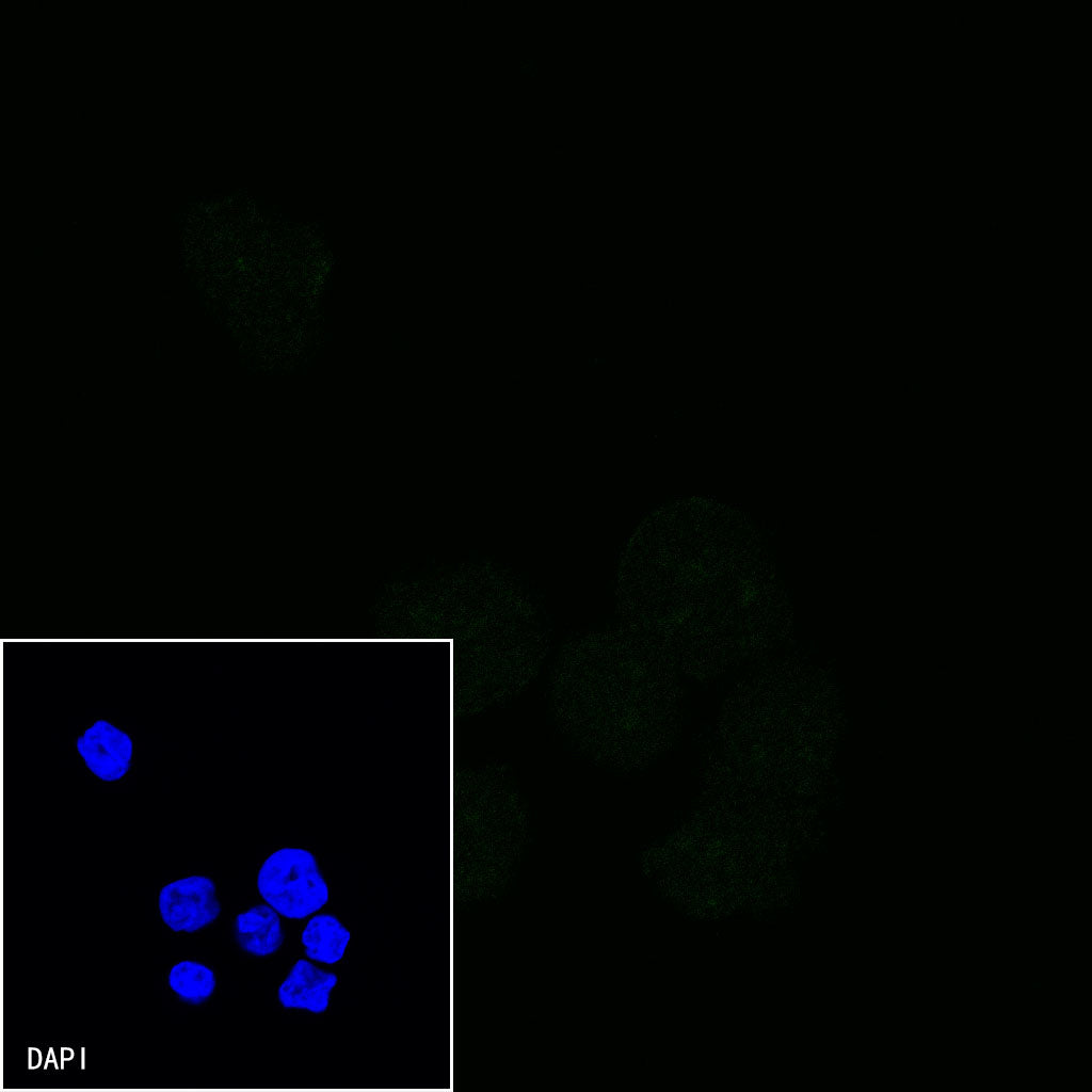CD28 Mouse mAb (S-714-76)