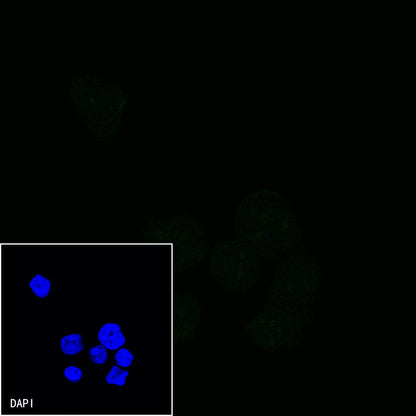 CD28 Mouse mAb (S-714-76)