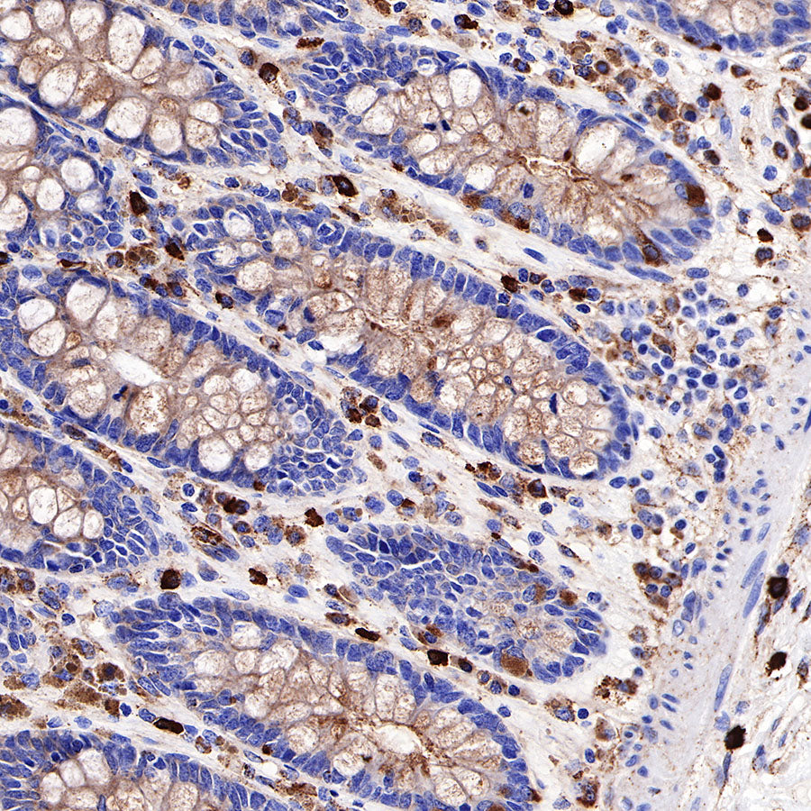 CD63 Recombinant Rabbit mAb,PBS Only (SDT-230-3)