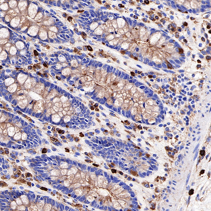 CD63 Recombinant Rabbit mAb,PBS Only (SDT-230-3)
