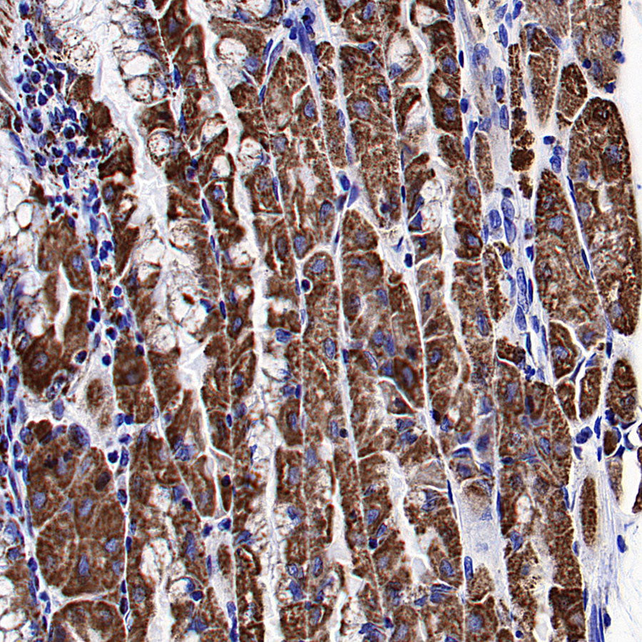 COXIV Recombinant Rabbit mAb (S-5358)