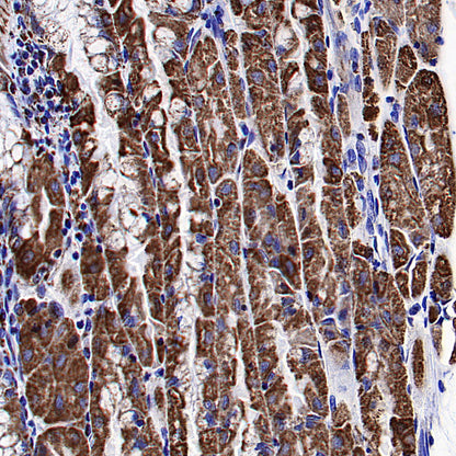 COXIV Recombinant Rabbit mAb (S-5358)