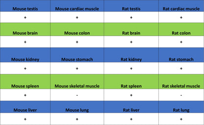 CD206 Recombinant Rabbit mAb (S-3477-27)