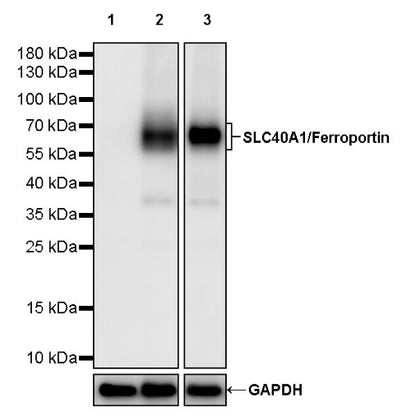 SLC40A1/Ferroportin Recombinant Rabbit mAb (S-2172-35)
