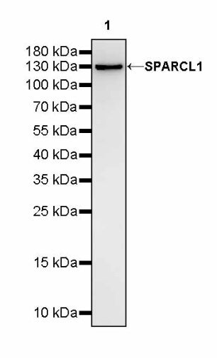 SPARCL1 Recombinant Rabbit mAb (S-3326-27)