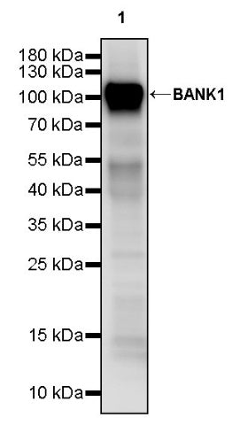 BANK1 Recombinant Rabbit mAb (SDT-2265-37)