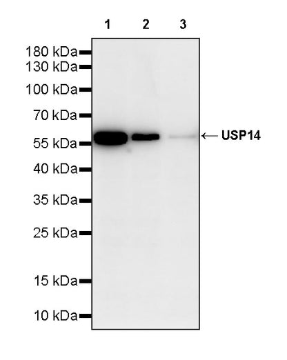 USP14 Recombinant Rabbit mAb (S-4022-13)