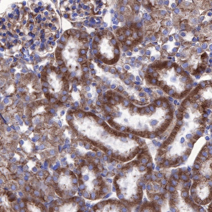 β-tubulin Recombinant Rabbit mAb (SDT-312-113)