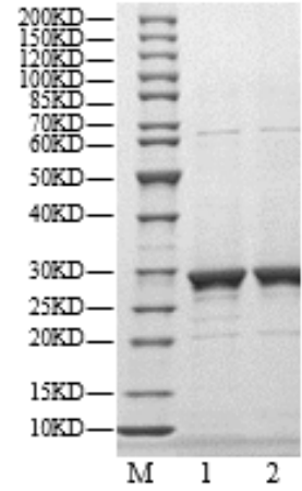 Cyclin E1 His Tag Protein, Human