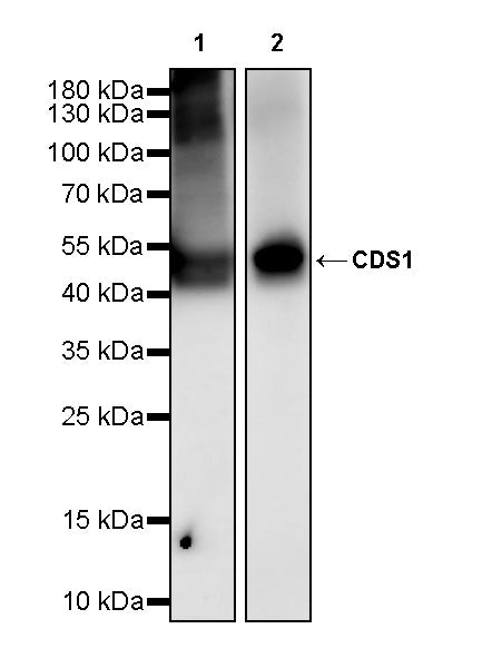 CDS1 Recombinant Rabbit mAb (S-3671-30)