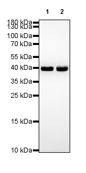 β-actin Recombinant Rabbit mAb (SDT-R156)