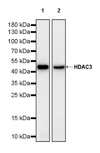 HDAC3 Recombinant Rabbit mAb (S-1977-31)