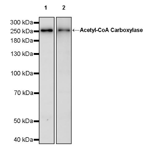 Acetyl-CoA Carboxylase Recombinant Rabbit mAb (S-2220-96)