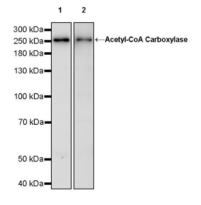 Acetyl-CoA Carboxylase Recombinant Rabbit mAb (S-2220-96)