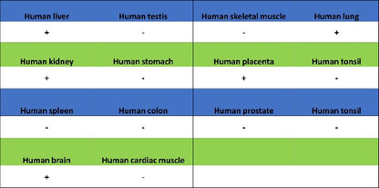 Osteopontin Recombinant Rabbit mAb (S-1005-50)