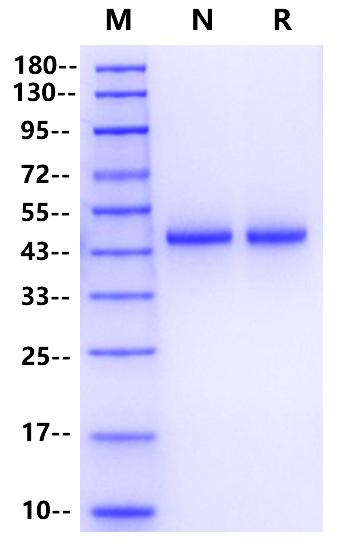 Murine RNase Inhibitor