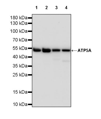 ATP5A Rabbit Polyclonal Antibody