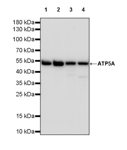 ATP5A Rabbit Polyclonal Antibody