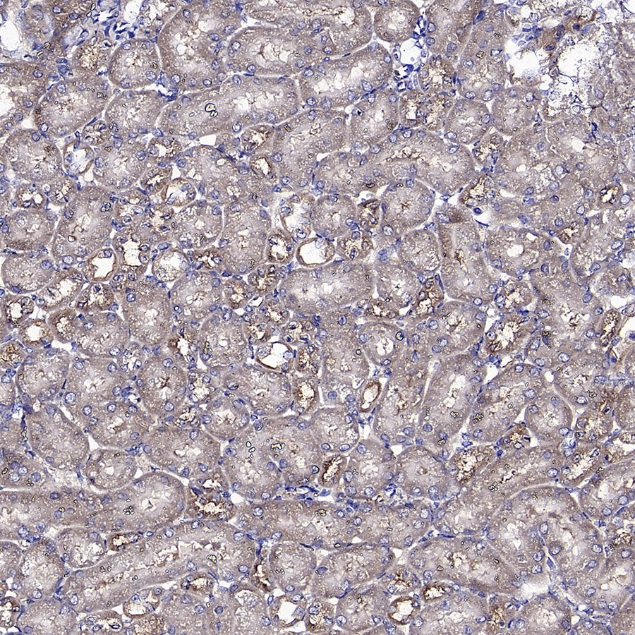 Caspase-12 Recombinant Rabbit mAb