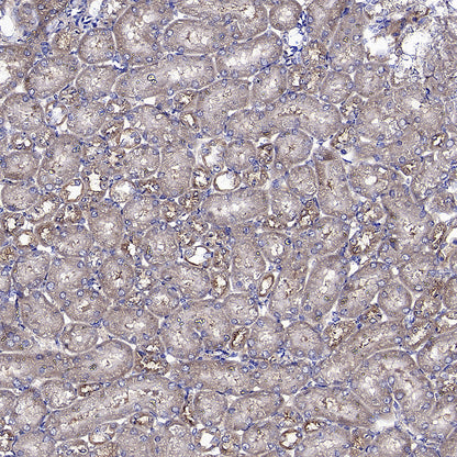 Caspase-12 Recombinant Rabbit mAb