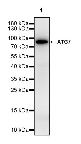 ATG7 Recombinant Rabbit mAb (S-1279-201)