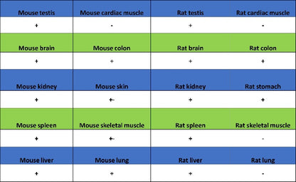 CHMP6/VPS20 Recombinant Rabbit mAb (S-1702-78)
