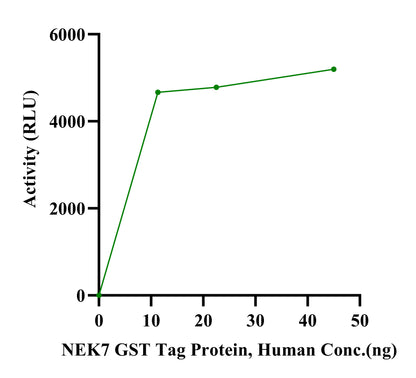 NEK7 GST Tag Protein, Human