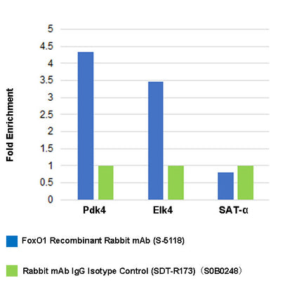 FoxO1 Recombinant Rabbit mAb (S-5118)