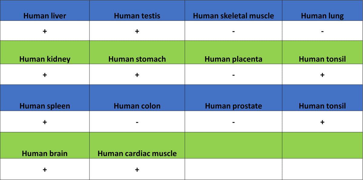 SIRT2 Mouse mAb