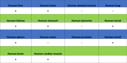 SIRT2 Mouse mAb