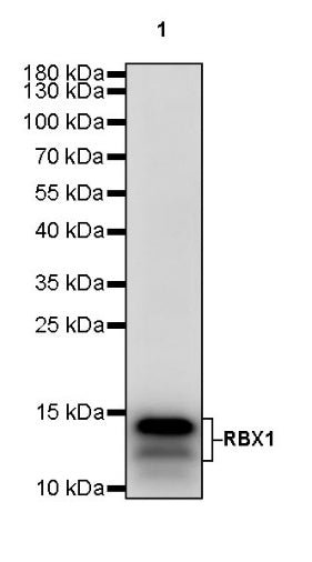 RBX1 Recombinant Rabbit mAb (S-R355)