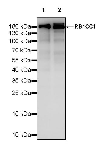 RB1CC1 Recombinant Rabbit mAb (S-2367-251)