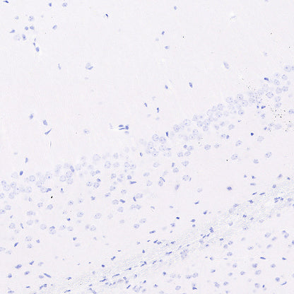 groEL Recombinant Rabbit mAb (S-4634-25)