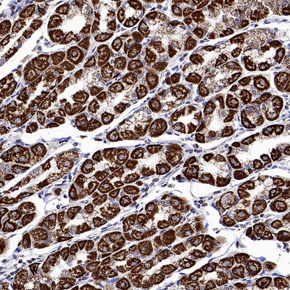 Parkin Rabbit Polyclonal Antibody