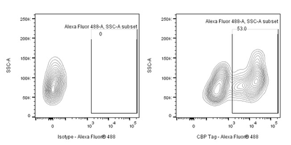 CBP Tag Recombinant Rabbit mAb (S-912-14)
