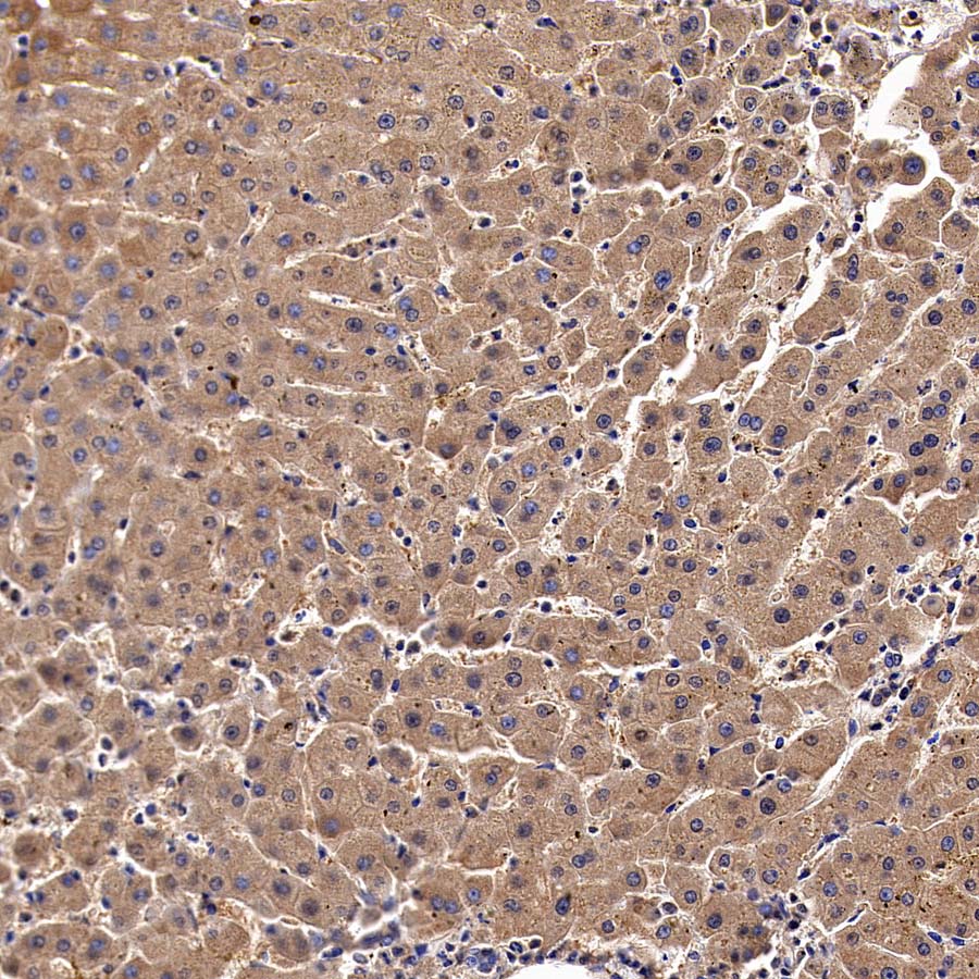 Sec61B Rabbit Polyclonal Antibody