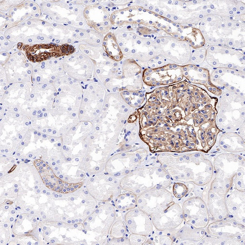 CD239 Recombinant Rabbit mAb (S-683-3)