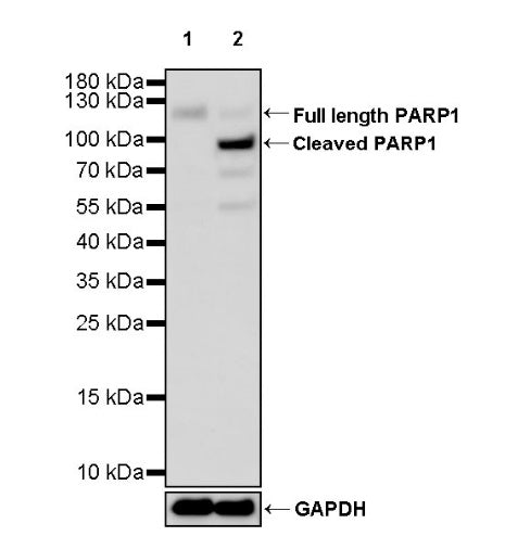 PARP1 Recombinant Rabbit mAb (S-220-179)