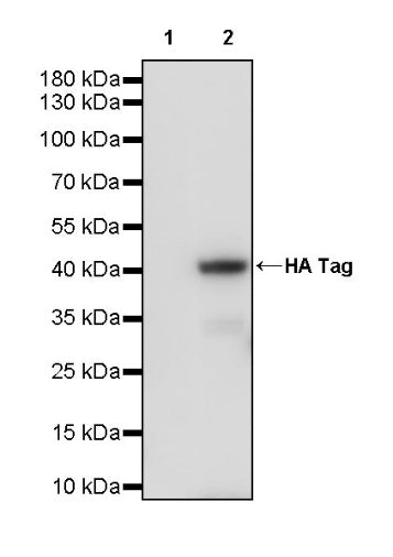 HA Tag Recombinant Rabbit mAb (HRP Conjugate) (S-4144)