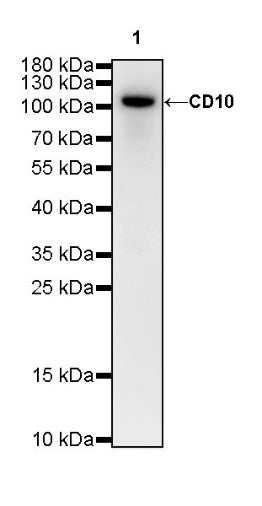 CD10 Recombinant Rabbit mAb (SDT-006-77)