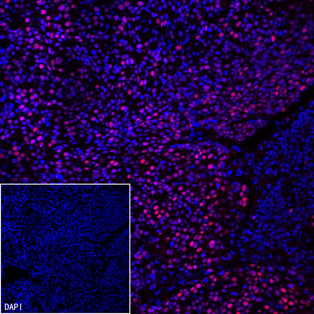 Goat anti-Rabbit IgG(H+L) (Cy3 Conjugate)