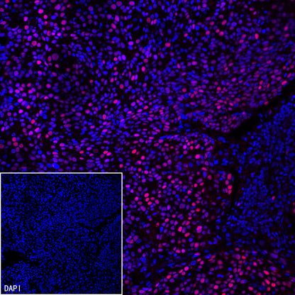 Goat anti-Rabbit IgG(H+L) (Cy3 Conjugate)