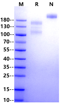 Biotinylated Integrin alpha V&beta 6(ITGAV&ITGB6) His,Avi Tag&Tag Free Protein, Human