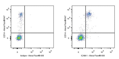 ICAM-1/CD54 Recombinant Rabbit mAb (S-906-48)
